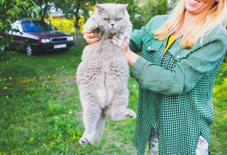 Pet Relocation Services From the UK to Tel Aviv