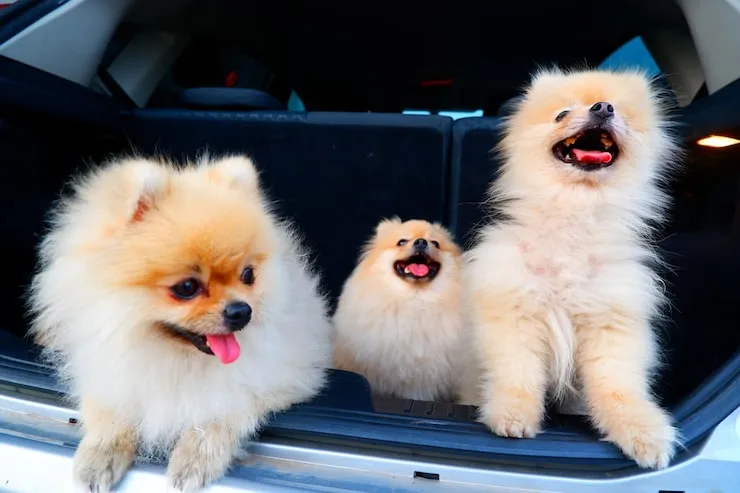 Pet Transport Services From Birmingham to Brisbane