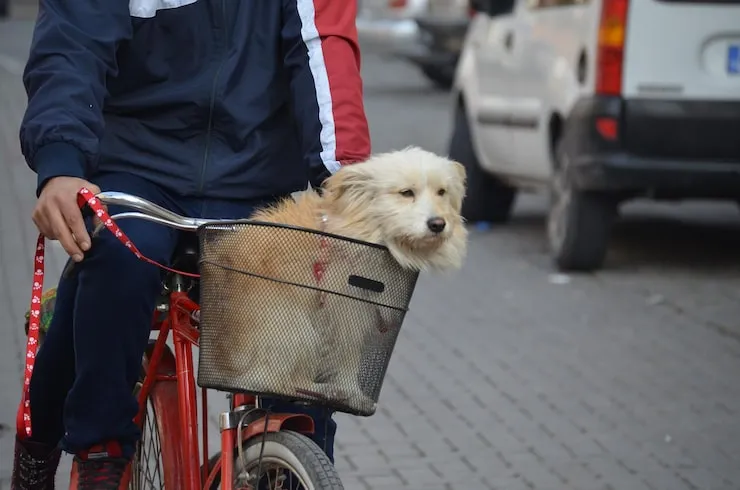 Pet Transport Services From Edinburgh to Kuwait City