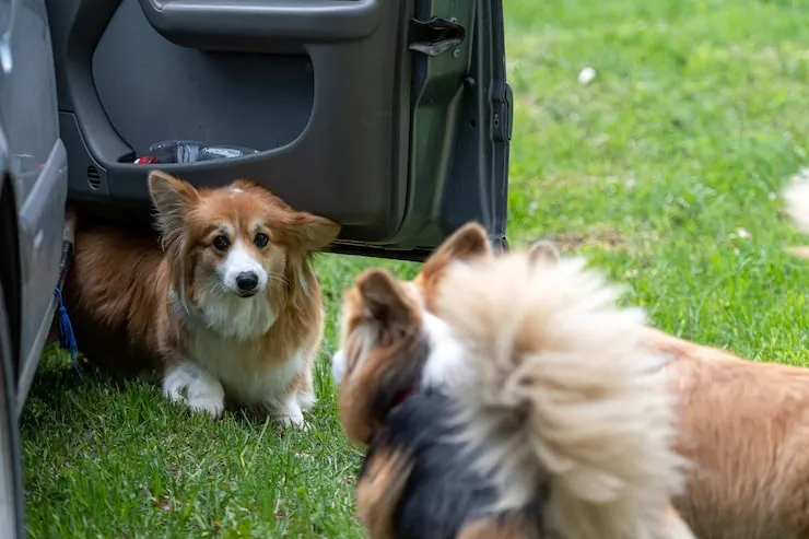 Pet Transport Services From Manchester to Montreal