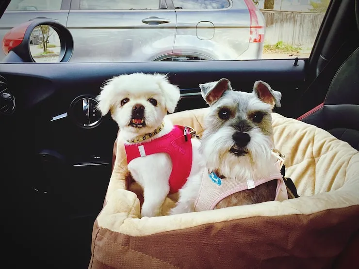 Pet Transport Services From the UK to Washington, DC