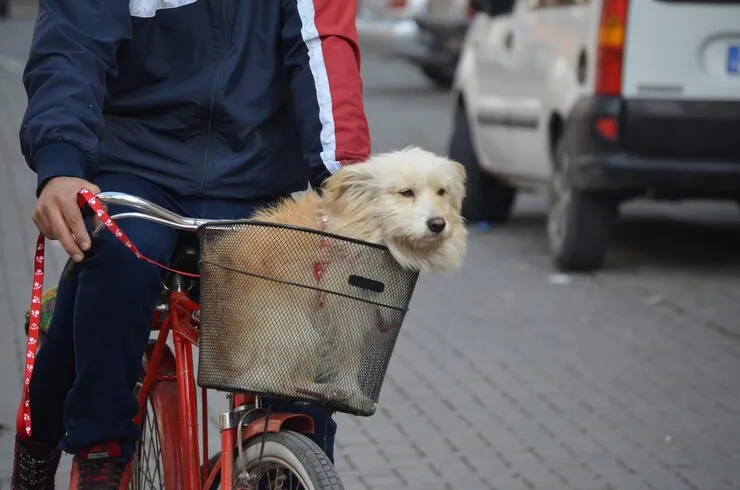 Pet Transport Services from Uruguay to the UK