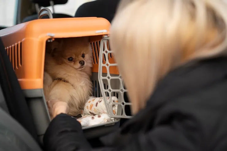 Pet Transport UK to Montreal Services