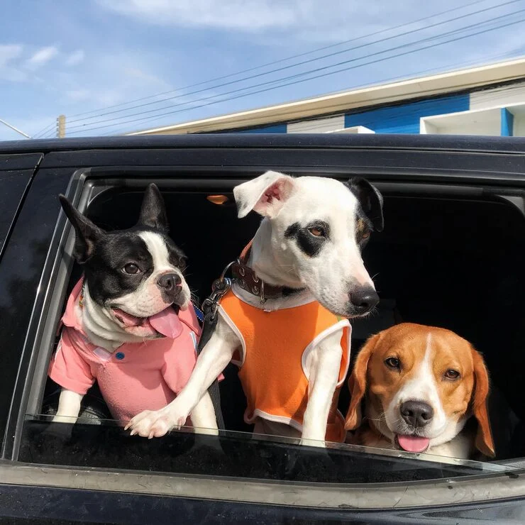 Pet Transport from the UK to Dubai