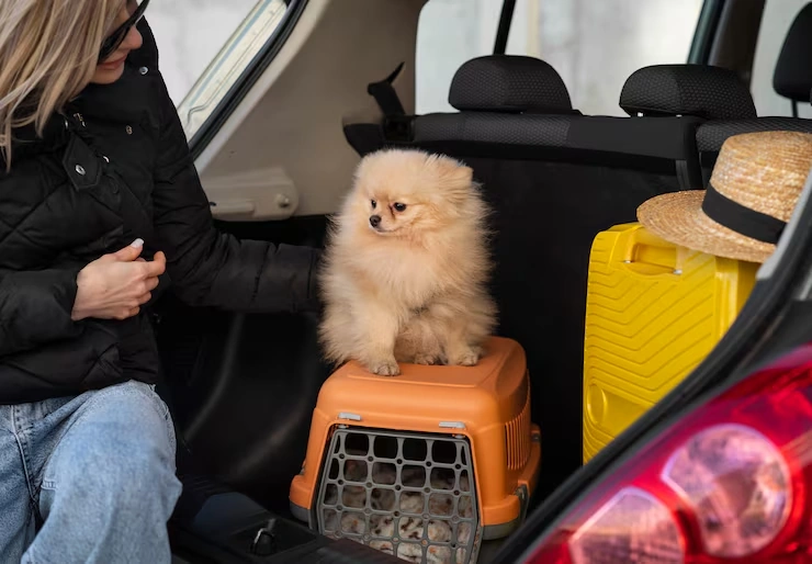 Pets Lets Travel vs Pets Abroad UK