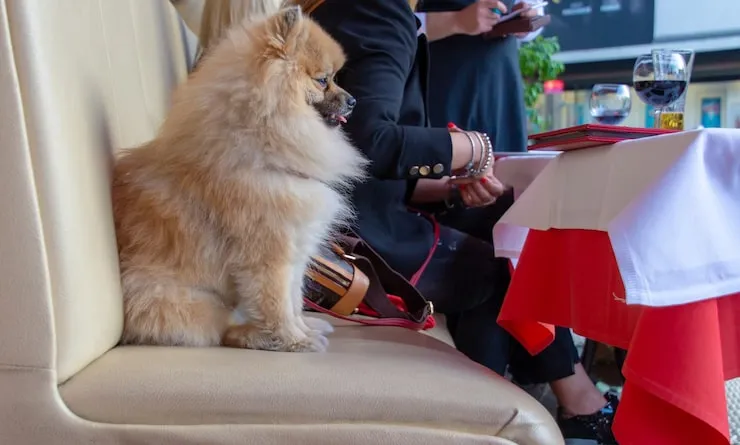 Pre Travel Veterinary Coordination