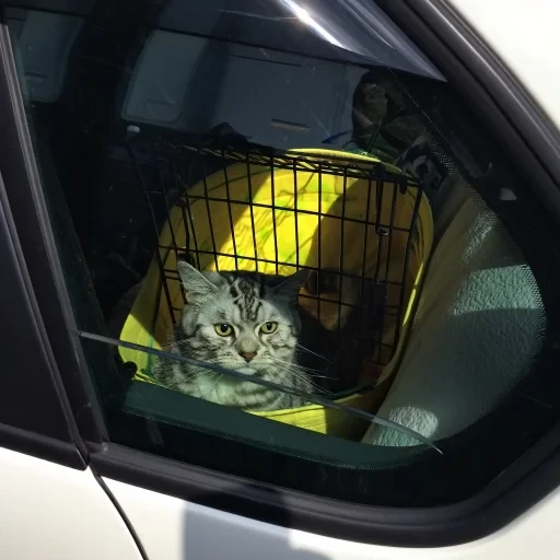 Raw mobile snap of cat during car journey