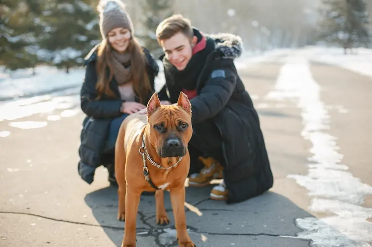 Seasonal Pet Travel Advice Summer and Winter Considerations