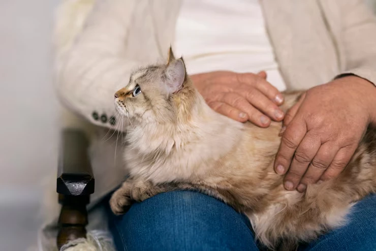Specialized Support for Medical, Senior or High-Value Cats