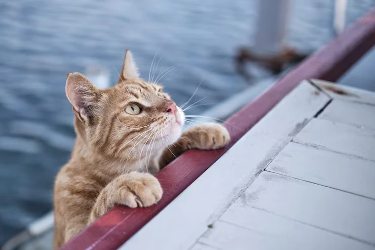 Superyacht Cat Relocation Services in the UAE