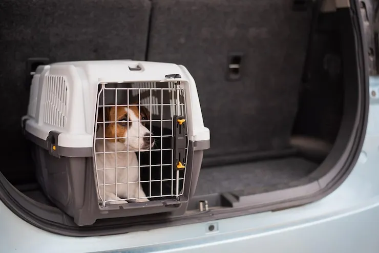 Temperature Controlled Pet Transport Services in Dubai