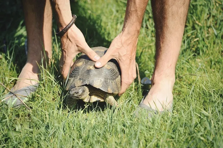 Tortoise Relocation Services From the UK to Australia