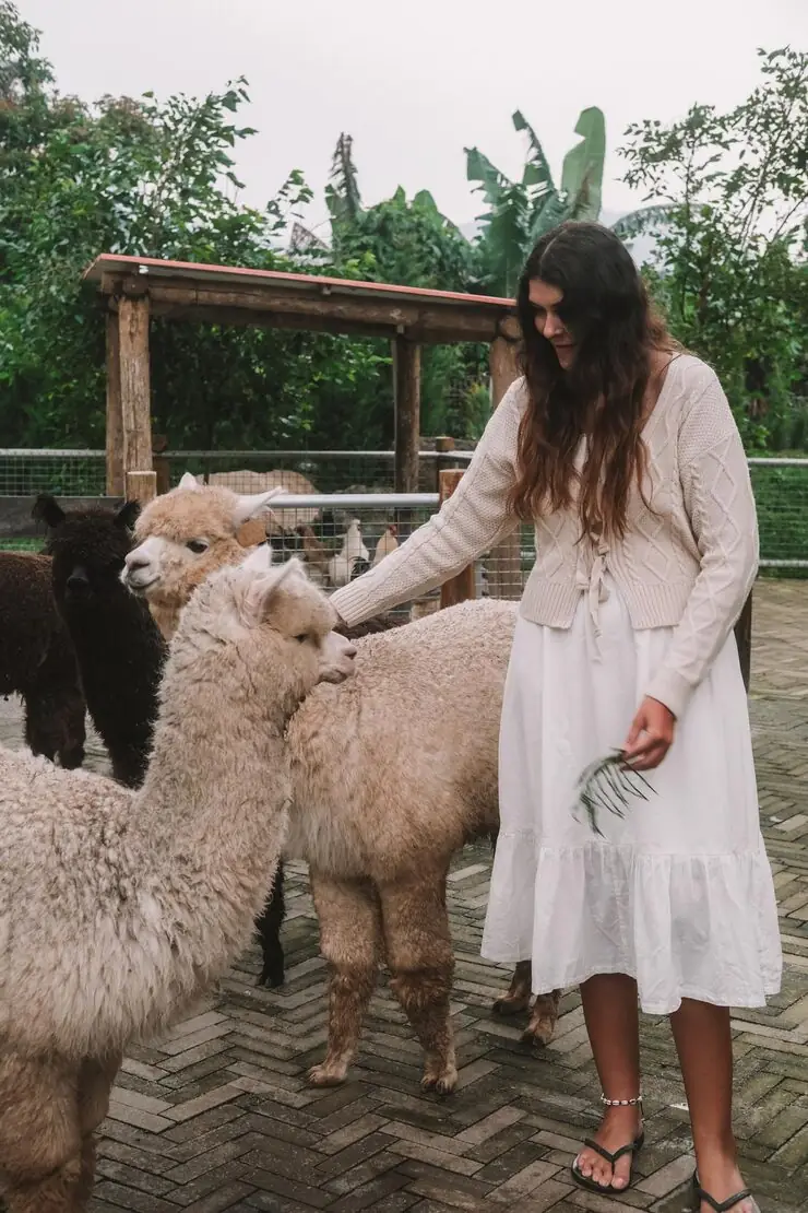 UK Alpaca Transport Planning And Logistics