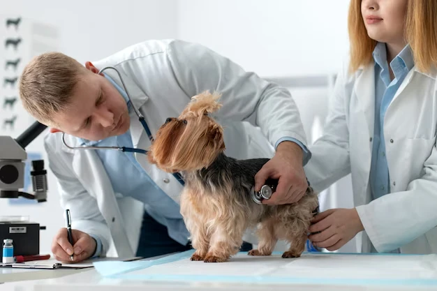 Veterinary and Health Certification of dog
