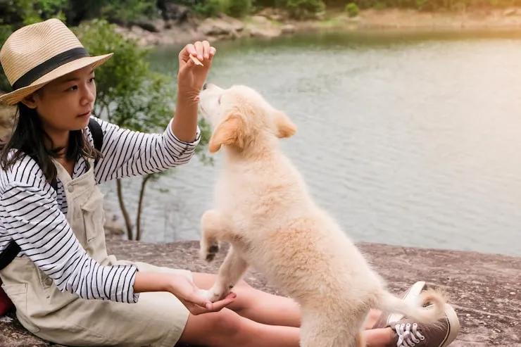 Winter Pet Travel Tips