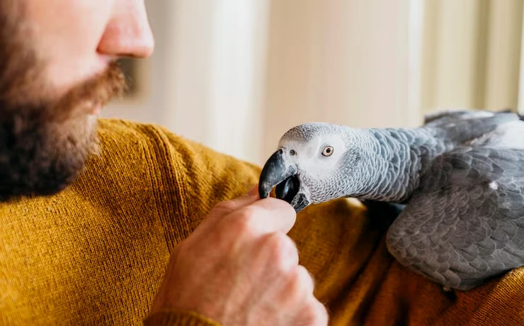 our PARROT care services