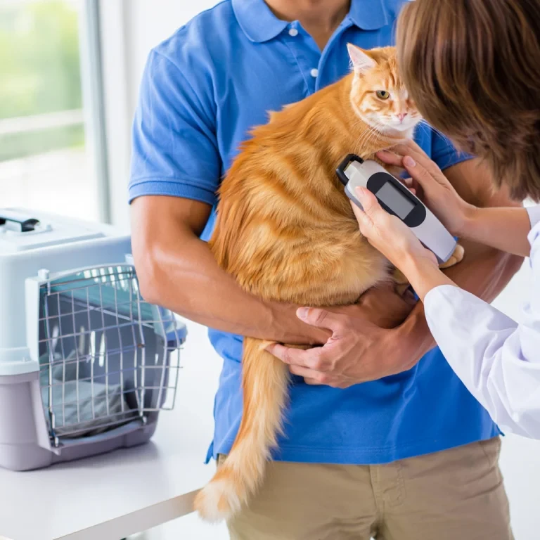 our pet helping services