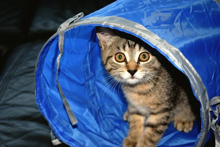 Airline Booking and Cargo Handling Management​