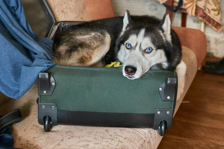 Airline Cargo Booking and Pet Flight Coordination