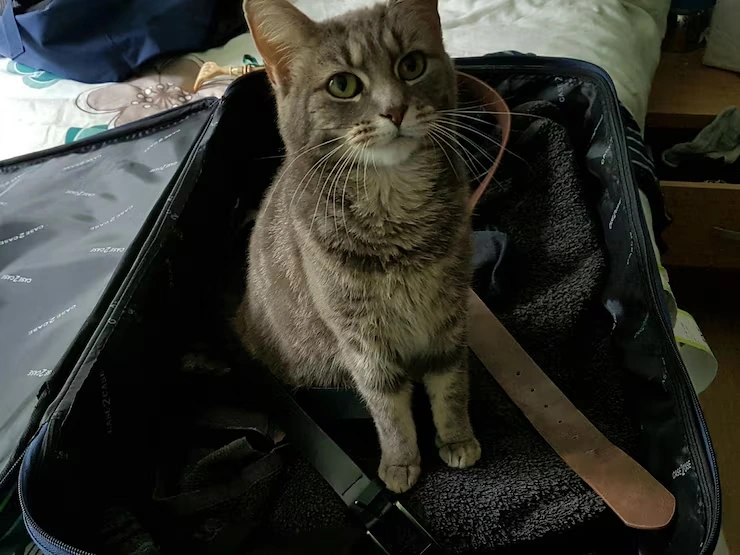 Arrival Handling and Clearance in Dubai