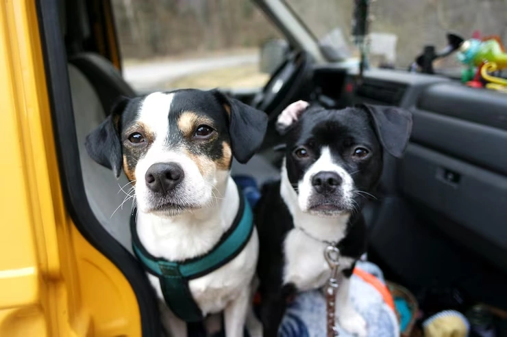 Arrival Support and New York Clearance Guidance