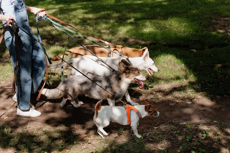 Breed Assessment and Compliance Review