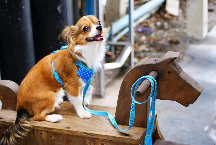 Breed-Specific and Brachycephalic Travel Planning