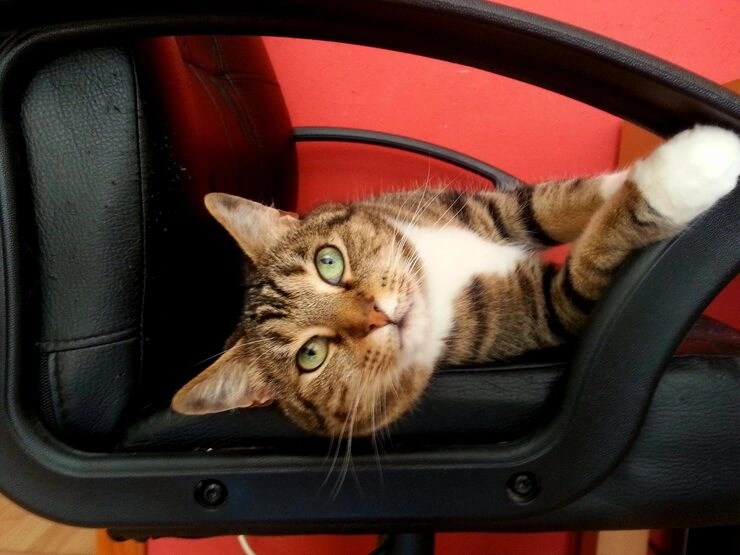 Canadian Border Entry Preparation​