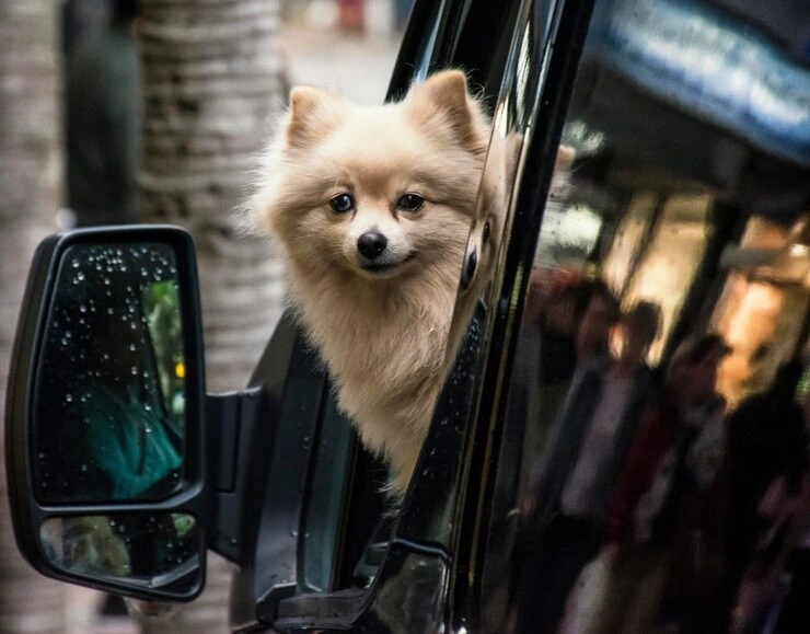 DEFRA and UK Export Documentation