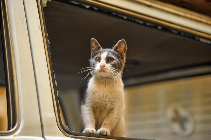 Door-to-Door Pet Transport Options