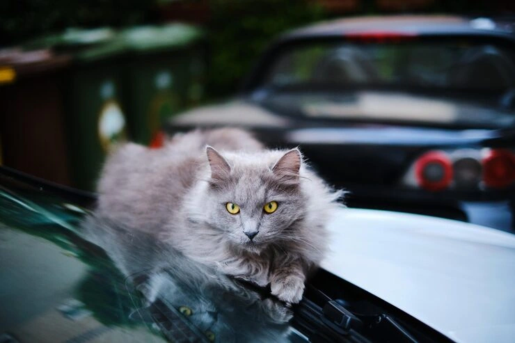 Dubai Import Permit Coordination