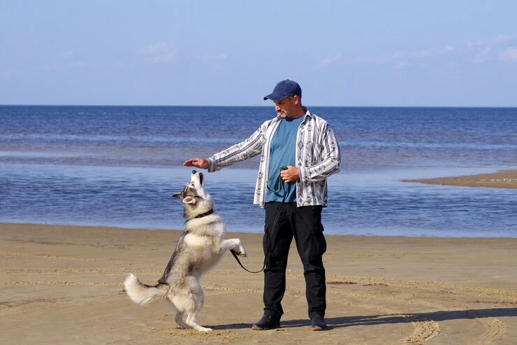 Emergency Same-Day Pet Transport