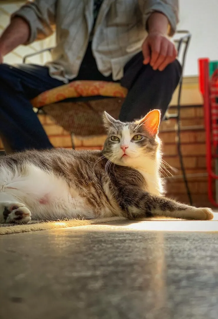 End-to-End Cat Relocation UK to USA Planning