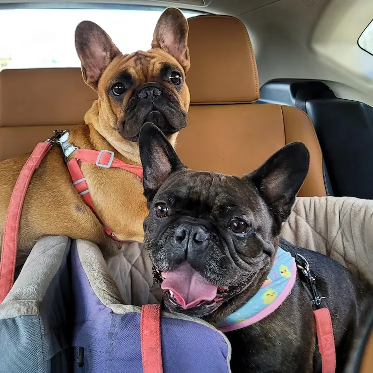 Corporate Pet Relocation Services