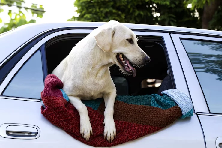 Export Clearance in Dubai