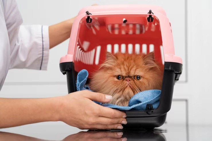 Full Pet Travel Planning Consultation For London Departures