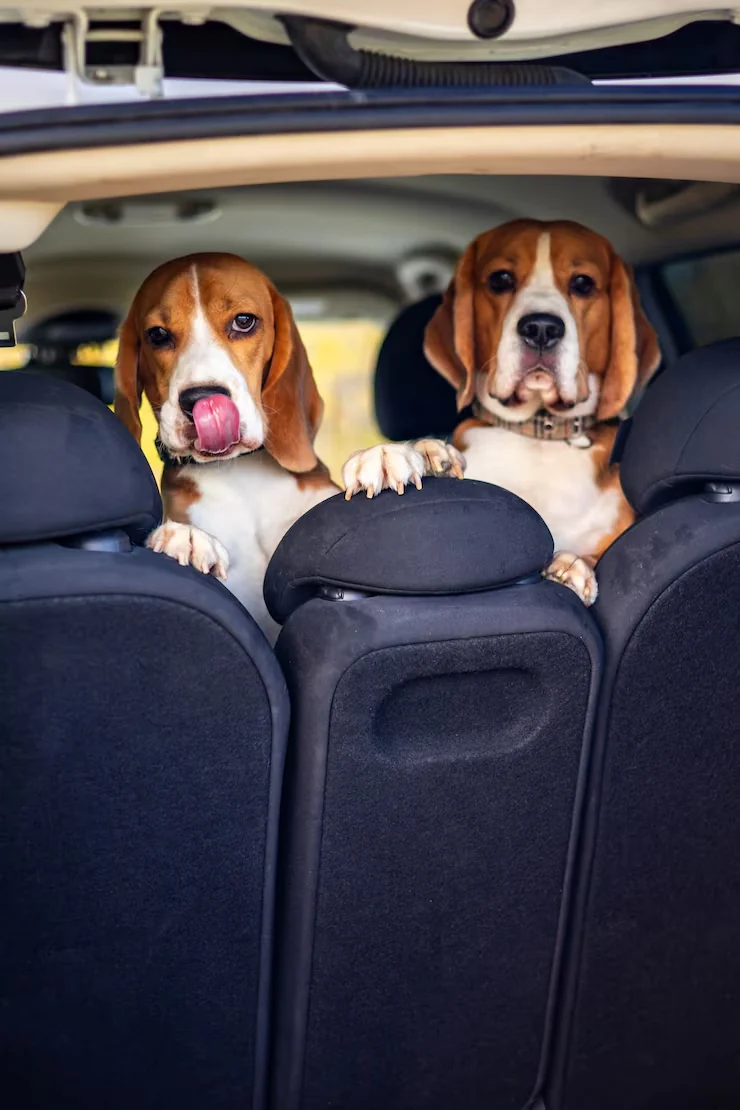 Expat Pet Relocation Packages 