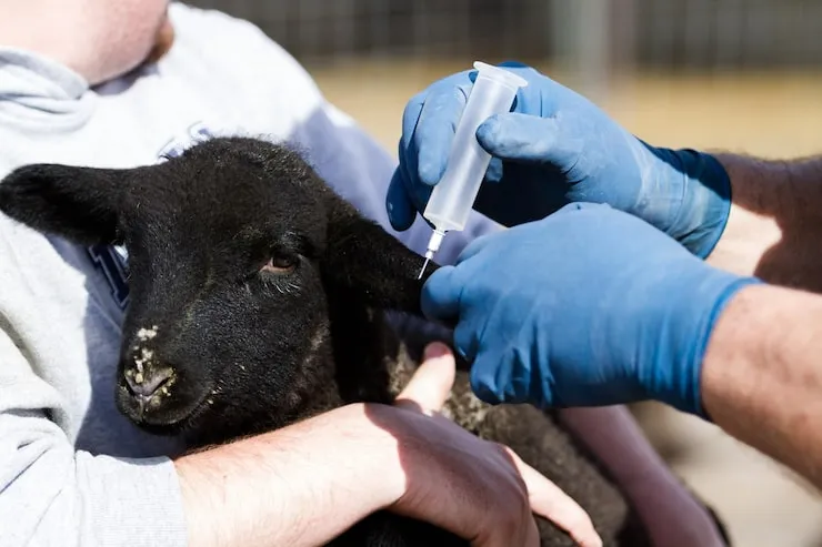 Microchipping and Vaccination Coordination in Leicester