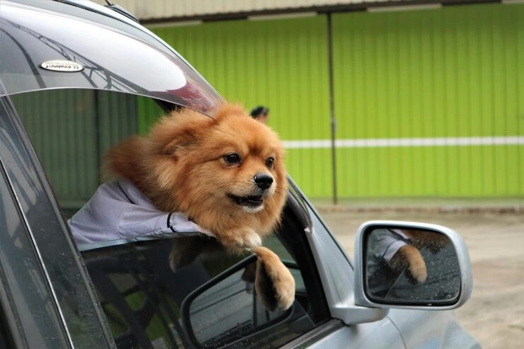 Owner Guidance and Timeline Control​