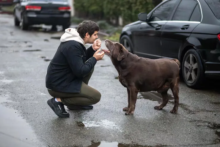 Owner Support and Real-Time Communication​