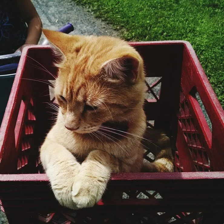 Pet Export Planning from Edinburgh​