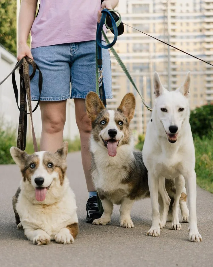 Pet Relocation Agency in the UK