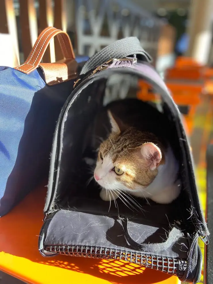 Pet Relocation Services From Edinburgh to Dubai