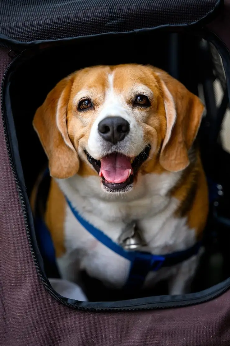 Pet Relocation Services From India to the UK