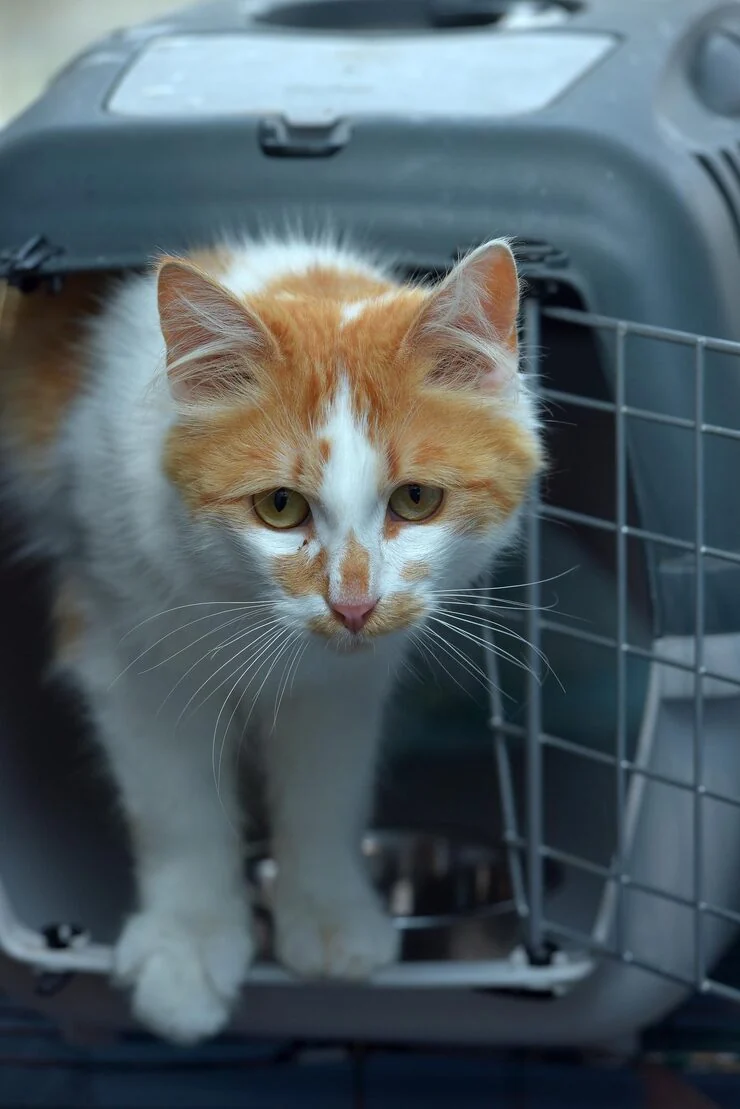 Pet Relocation Services From Liverpool to Dubai