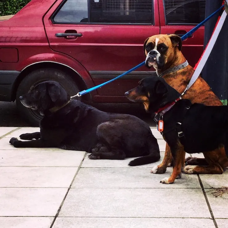 Pet Relocation Services From Oxford to Dubai