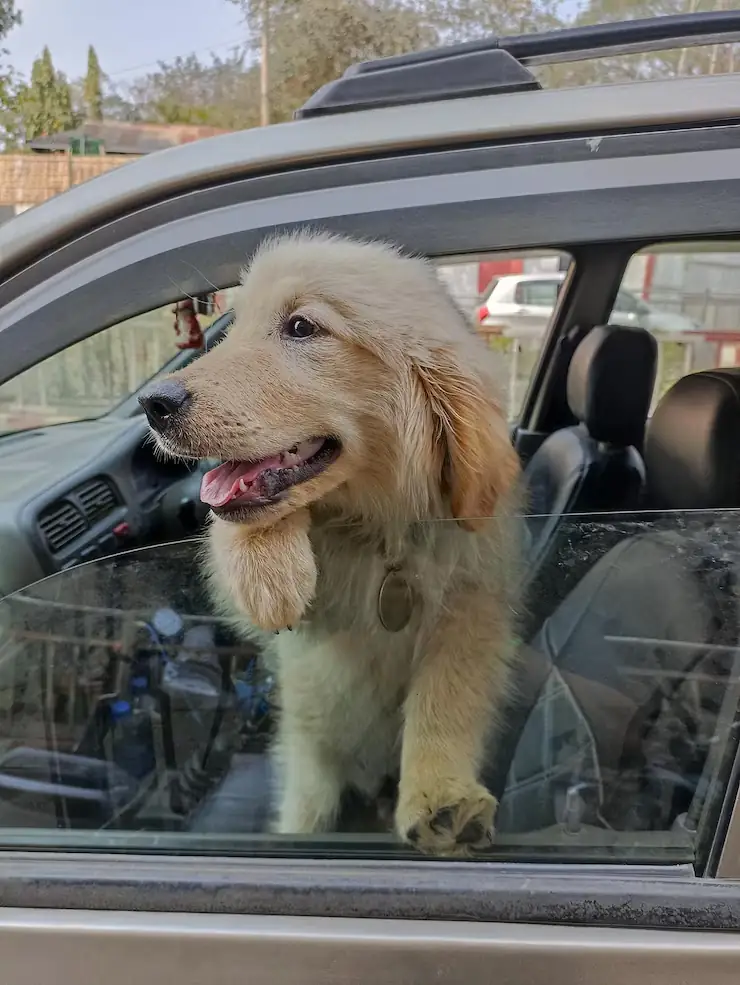 Pet Relocation Services From Saudi Arabia to the UK