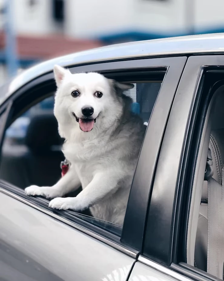 IATA Travel Crate Preparation