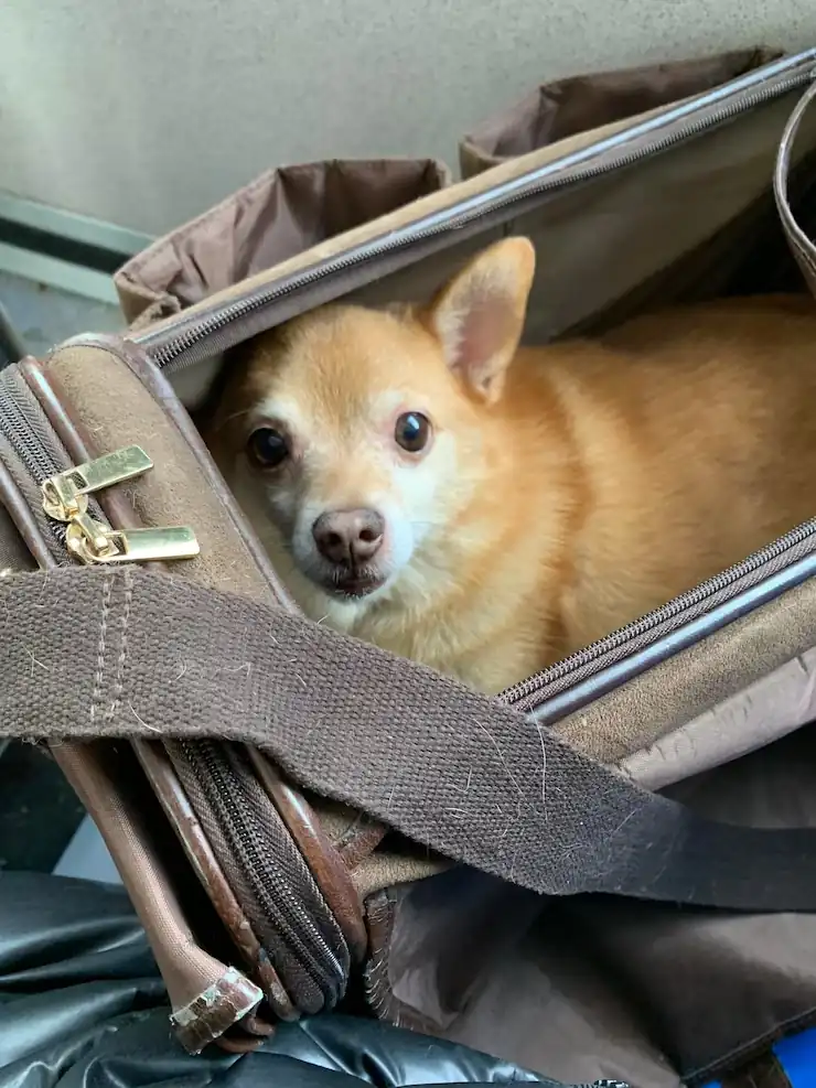 Pet Relocation Services From the USA to the UK