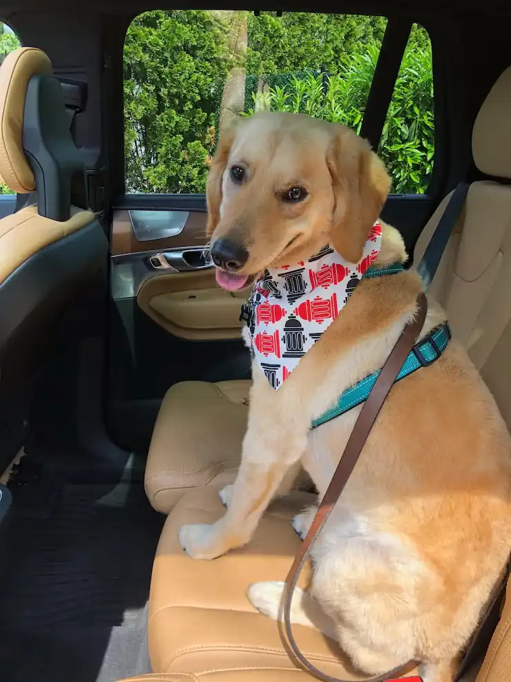 Pet Transport Services From Dubai to the UK